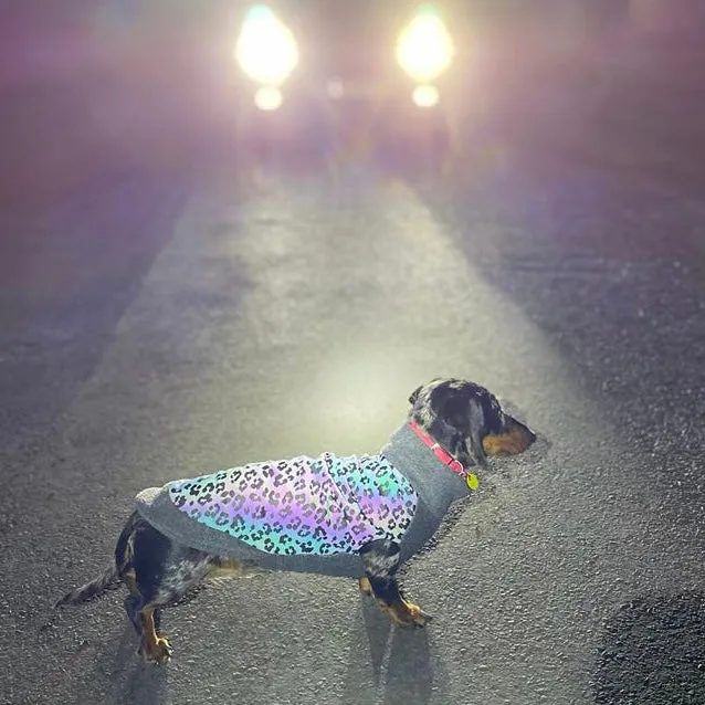 Dachshund Fleece Jumper with Reflective Back